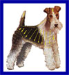 a well breed Wire Fox Terrier dog